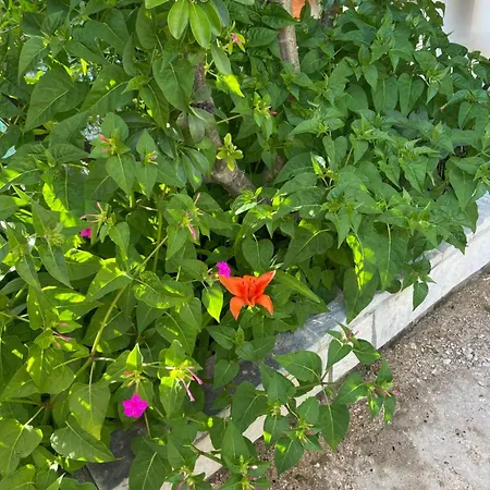 Rhea's Studio Apartment Lefkada City
